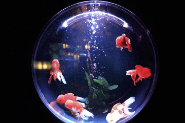 好聽的寵物名字大全可愛