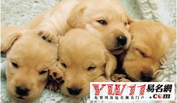 周公解夢(mèng)，夢(mèng)見狗