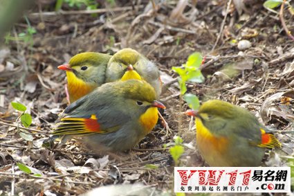 周公解夢(mèng),夢(mèng)見鳥,夢(mèng)到鳥