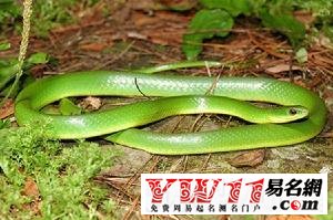  一、夢(mèng)見青蛇的預(yù)兆