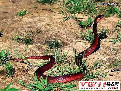 二、夢(mèng)見紅蛇的預(yù)兆