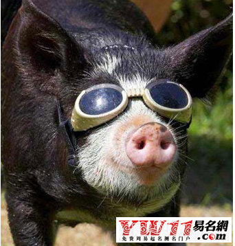 周公解夢(mèng)夢(mèng)見豬