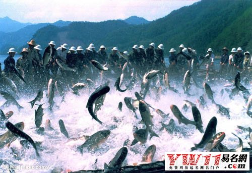 夢見水里撈魚，夢見撈了很多魚，夢見別人撈魚