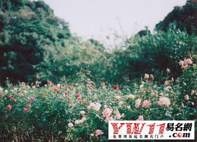 簡(jiǎn)單的女生網(wǎng)名