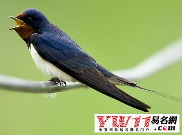 夢見燕子、飛燕