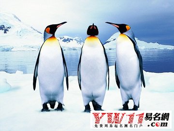 夢(mèng)見企鵝