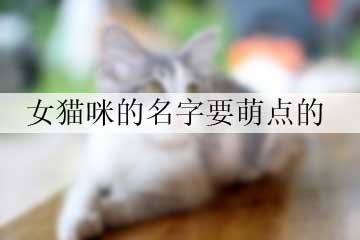 女貓咪的名字要萌點的