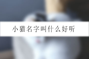小貓名字叫什么好聽(tīng)