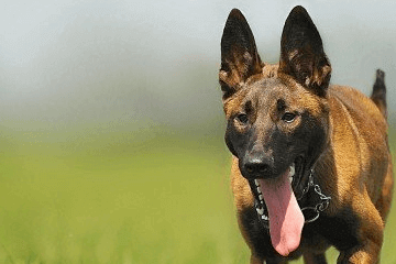 100個好聽到爆的馬犬名字，馬犬狗名字大全洋氣的